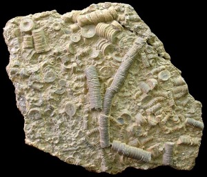 Pednculos de crinoideos. La acumulacin de restos de crinoides da lugar a rocas sedimentarias denominadas encrinitas