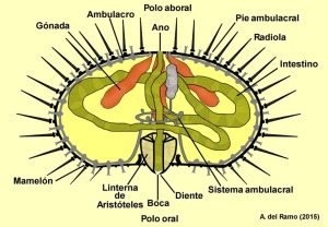 Esquema anatmico de un equinoideo endocclico