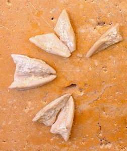 Fragmentos de la linterna de Aristteles de equinoideos del Tortoniense de Molina de Segura.