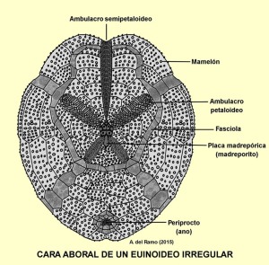 Partes de la cara superior (aboral) de un equinoideo exocclico
