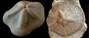 Izquierda: Clypeaster marginatus. Derecha: Clypeaster Tauricus.