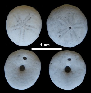 Ejemplares de Echinocyamus pussillus, recogidos en una playa de Almera. Es un representante actual de los clypeastroideos en el Mediterrneo.
