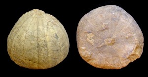 Conoclypeus sp. del Tortoniense de Pliego. Izquierda: cara aboral. Derecha: cara oral. Abajo: vista lateral.