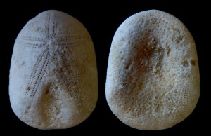 Cassidulus sp. del Eoceno de Moratalla. Izquierda: cara aboral. Derecha: cara oral.