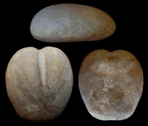 Heteraster sp. del Cretcico inferior de Fortuna. Arriba: vista lateral. Abajo de izquierda a derecha cara aboral y oral.