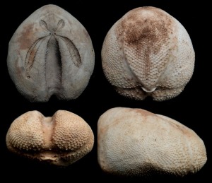 Ejemplar actual mediterrneo de Schizaster canaliferus. Arriba: caras aboral y oral. Abajo: vistas frontal y lateral.