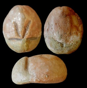 Brissus sp. Arriba: caras aboral y oral. Abajo vista lateral. Coleccin del rea de Geologa de la Univ. de Murcia.
