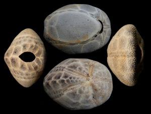 Ejemplar actual de Brissus unicolor. Vista posterior (izquierda). Cara oral (arriba). Cara aboral (abajo). Vista anterior (derecha).