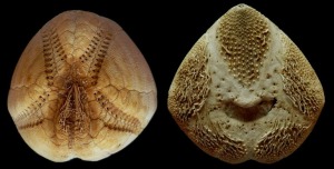 Ejemplar actual de Echinocardium mediterraneum recogido en la costa de Alicante. Caras aboral y oral.