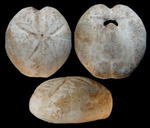 Ejemplar actual mediterrneo de Spatangus purpureus. Arriba: caras aboral y oral. Abajo: vista lateral.