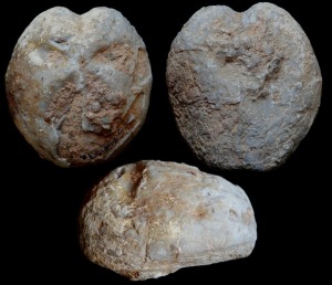 Spatangus sp. del Eoceno de Sierra Espua. Arriba: caras aboral y oral. Abajo: vista lateral.
