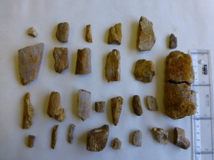 Fragmentos seos, posiblemente de pterosaurios y plesiosaurios