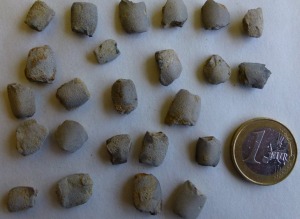 Fsiles de crustceos thalassinideos (fragmentos de peripodos con pinzas)
