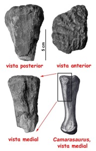 Comparacin del fragmento de hueso de dinosaurio de Yecla con uno de camarasaurio (Canudo et al. 2004). Su tamao indica que perteneci a un individuo de una decena de toneladas.