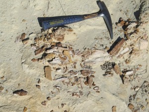 Fragmentos de fsiles rboles del Cretcico Inferior (Albiense, 113-100,5 Ma)