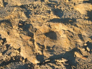 Detalle del techo del estrato bioturbado, donde se ven formas redondeadas formadas por el depsito del barro al pisar los dinosaurios, rebabas. Albiense de Yecla.