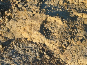 En el centro de la foto se observa una huella de dinosaurio en forma de media luna y afecta por grietas de desecacin. Cretcico inferior de Yecla