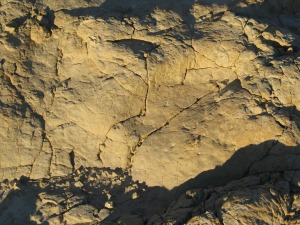 Huella de dinosaurio saurpodo del Cretcico inferior de Yecla