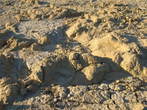 Detalle de la superficie del estrato muy alabeado por las pisadas de los dinosaurios. Est cubierto por arcilla. Cretcico inferior de Yecla.