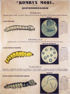 Descripcin de las enfermedades que afectaron al gusano de seda a mediados del siglo XIX