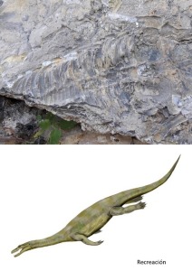 Imagen del fsil hallado en Cehegn y recreacin del sauropterigio