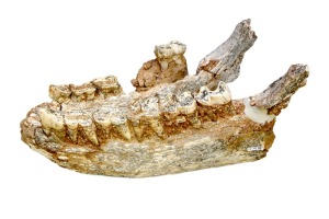MAM X - Mandbula de Stephanorhinus etruscus (rinoceronte)