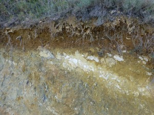 Bonito suelo formado sobre margas del Cretcio inferior