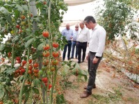 Plantacin experimental de tomates rosa de la empresa ?Ecotomate?, en Mazarrn
