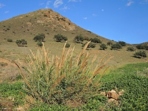 Monte Agudo (La Unin)
