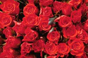 Rosas