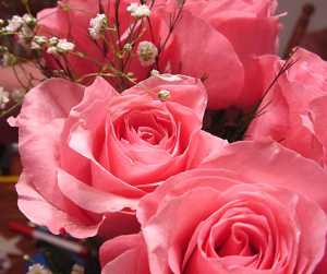Tres rosas ...� rosas!