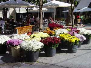 Flores tpicas del Da de Todos los Santos. Mercadillos y plazas de la Regin