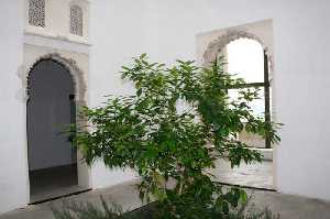  Patio de una casa con �rbol 