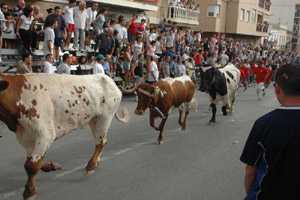  Los mansos guan la manada [Calasparra_Feria y Fiestas de septiembre]