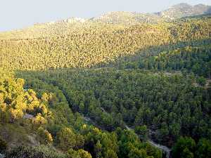 Sierra El Buitre