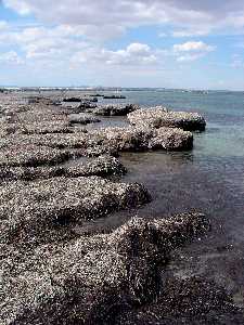 acantilado de algas