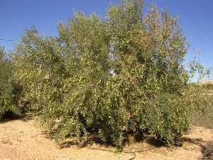 Olivo cuajado de olivas, obsrvese como se arquean las ramas por el peso de los frutos