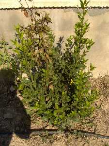 Laurel, planta aromtica comn en la huerta usada para el alio de las olivas