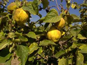 Frutos amarillos-dorados y muy aromticos