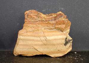 Fragmento de costra caliza. Coleccin del Dpto. de Geologa de la Univ. de Murcia 