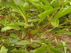 Algunas variedades de acelgas de campo tienen los tallos morados 