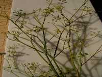 Detalle de ramas e inflorescencias del Hinojo 
