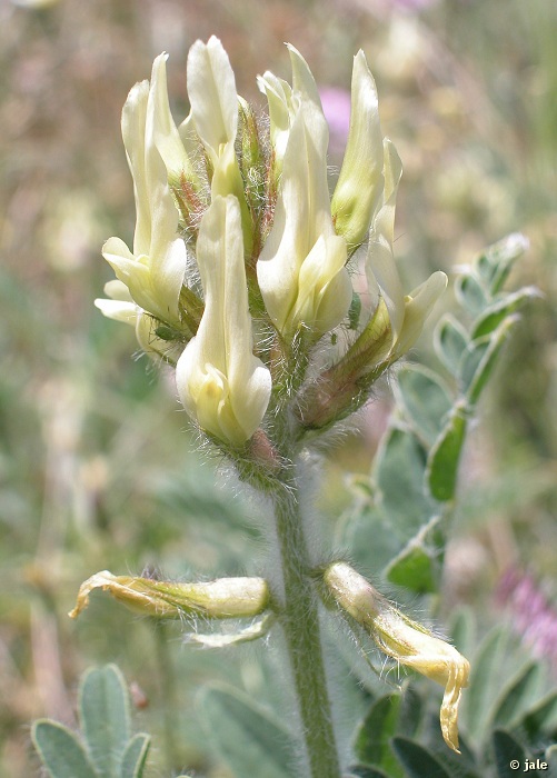 Flora y Fauna Integra.servlets.Imagenes?METHOD=VERIMAGEN_53749&nombre=Astragalus_nitidiflorus_detalle_flores_inflorescencia_hojas