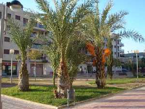 Solo en el municipio de Murcia hay ms de 10.000 palmeras 