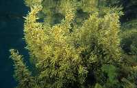 Figura 4. Las especies del genero Sargassum son algas con flotadores llenos de gas