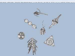 Figura 3. Las especies del plancton recurren a soluciones tipo prolongaciones del cuerpo o alojar gotas de aceite para no hundirse