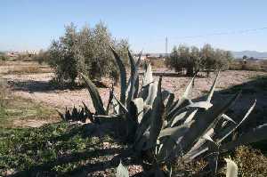 Vegetacin adaptada al clima en Cazalla 
