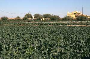 Cultivos hortofrutcolas de Cazalla (Lorca) 