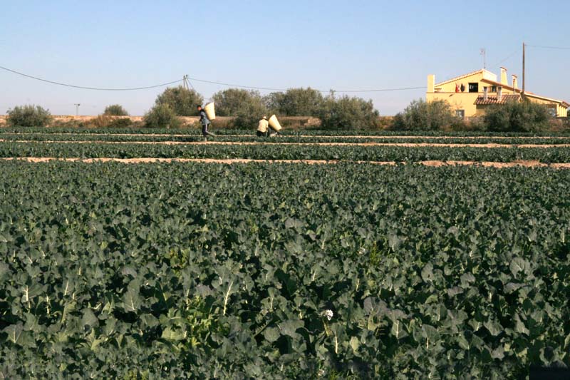 Cultivos hortofrutcolas de Cazalla (Lorca) [Lorca_Cazalla] . 