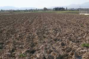 Cultivos de secano en Cazalla 